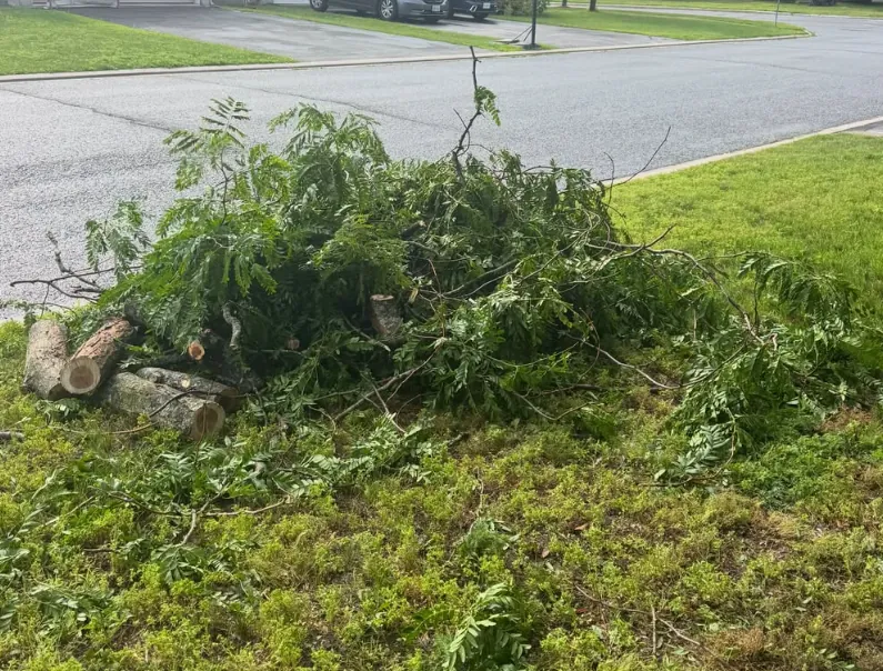 Cut branches and logs beside a curb